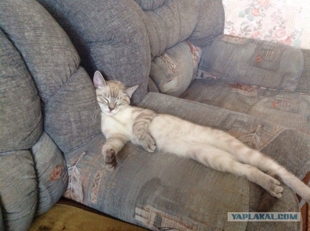 Котовторник 04.10.16