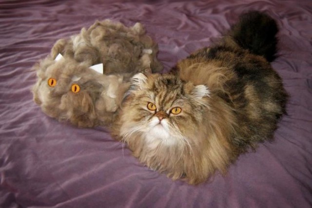 Коты из сети