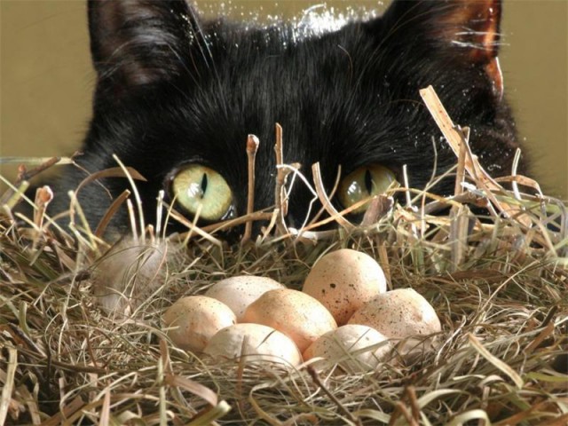 Коты из сети