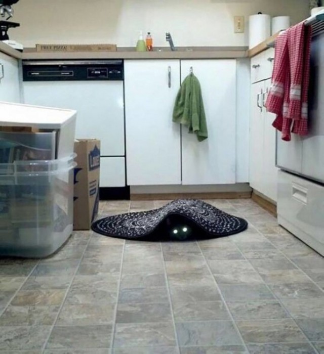 Коты и Кошки