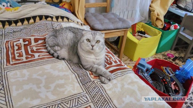 Котовторник 11/04/2017