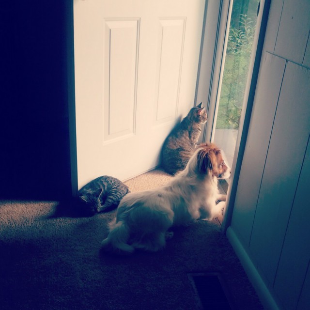 Коты и Кошки