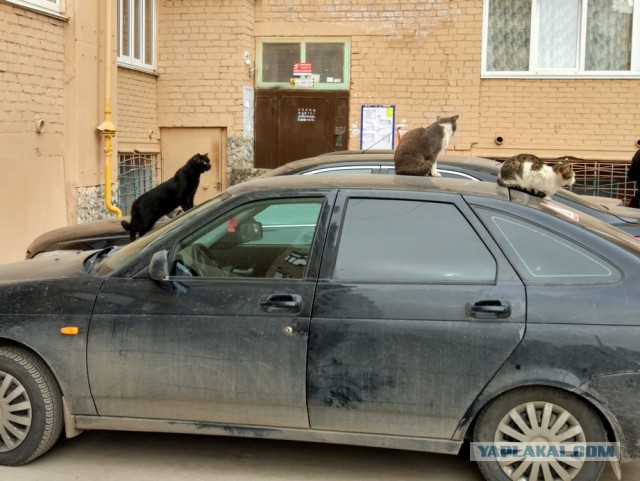 Найденыш. Котовторнику посвящается.