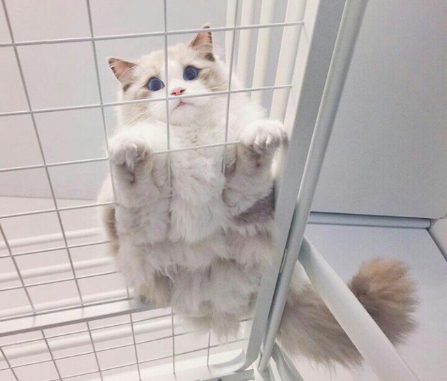 Коты и Кошки