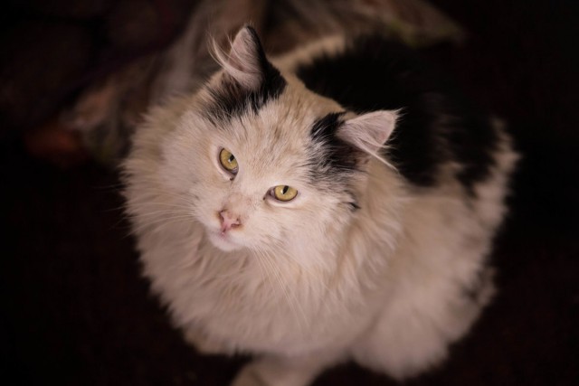 Коты и Кошки
