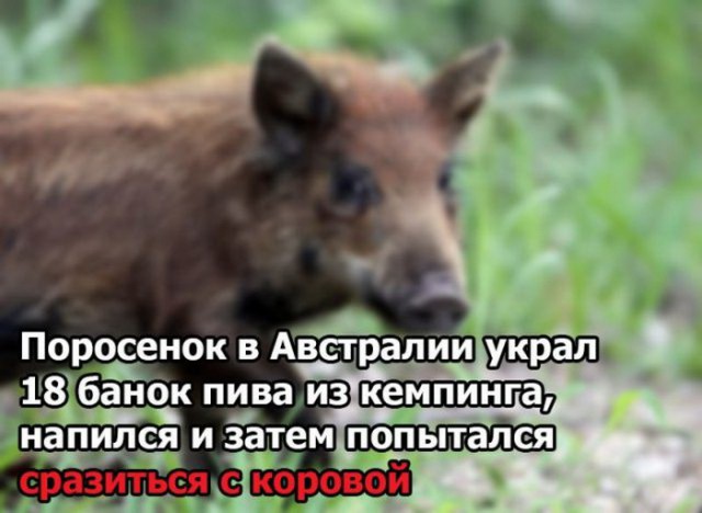 Подборка забавных животных