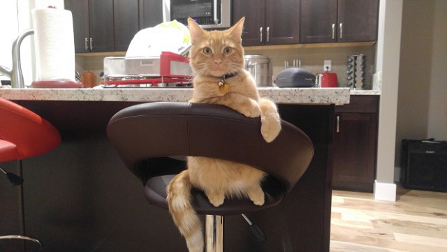 Котовторник