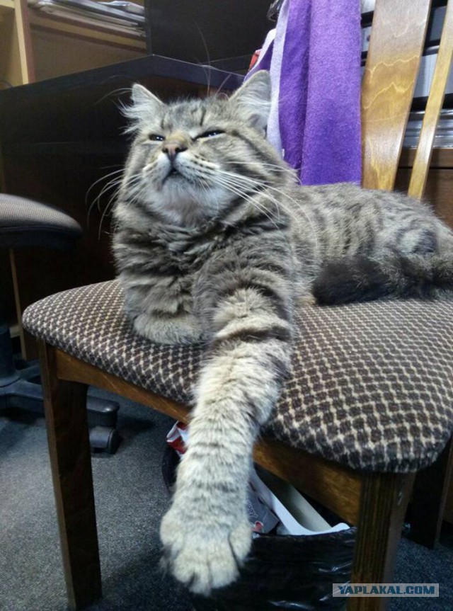 Котовторник 28.11.2017