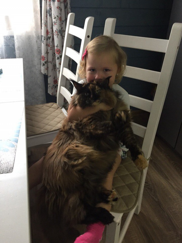 Котовторник  19.12.2017