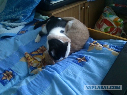 Как кот поел зубной пасты