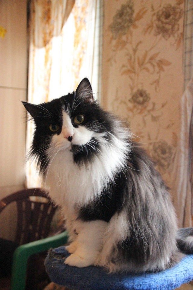 Прикольных котов пост