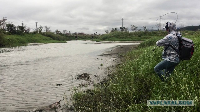 Снова на змееголова или невозможное вам можно