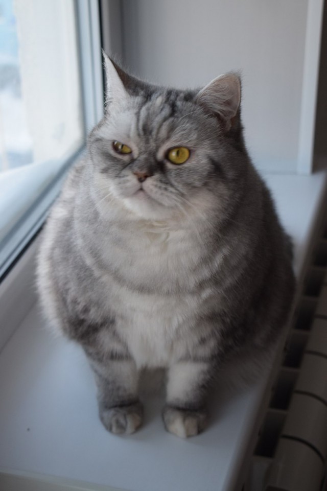 Прикольных котов пост