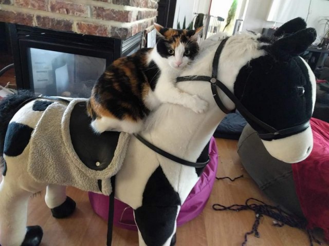 Прикольных котов пост