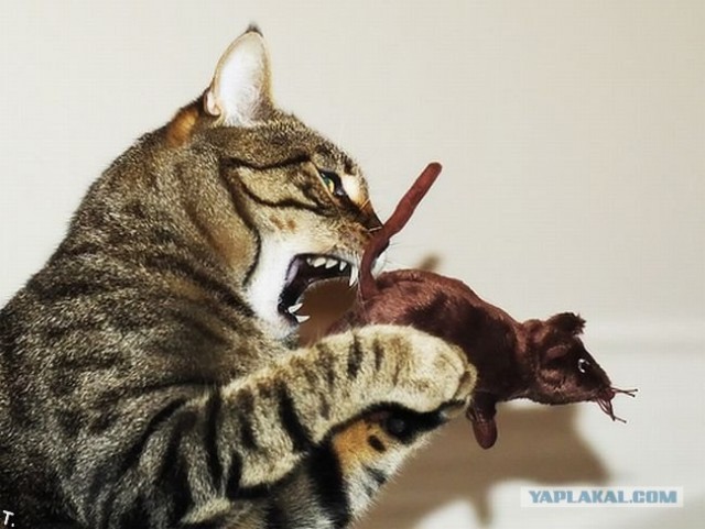 Котопятница