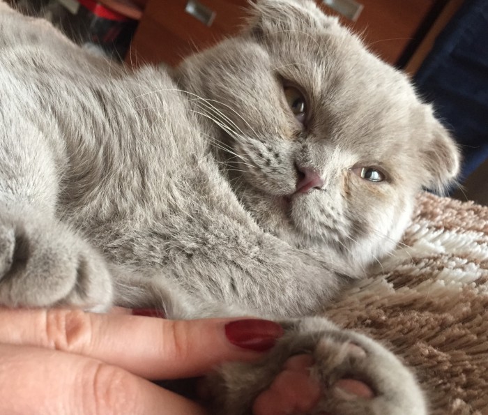 20+ (спорных) фактов о психологии и характере кошек, которыми поделился заводчик со стажем