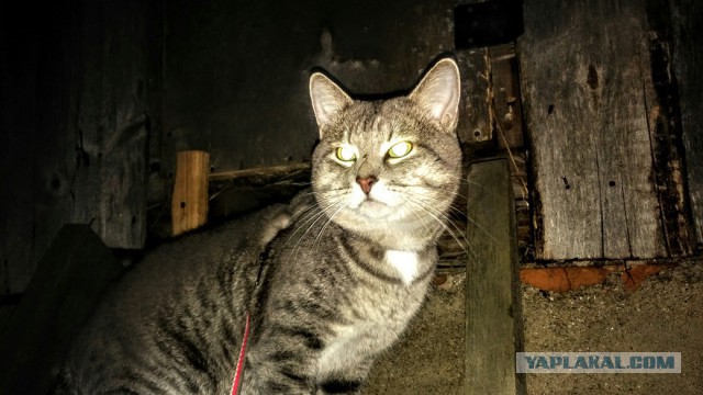 25 котов, с которыми лучше не шутить