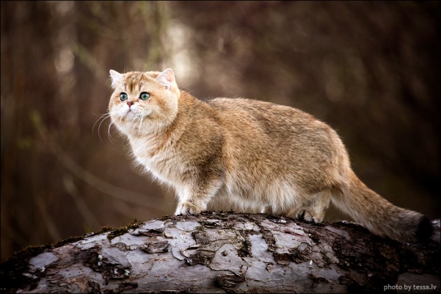 Котовторник на середину июня