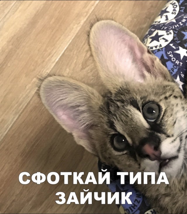 Немного милоты