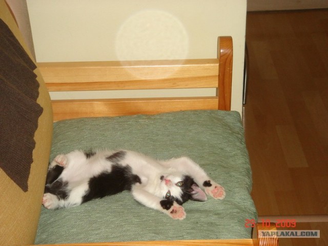 Котовторник так котовторник!
