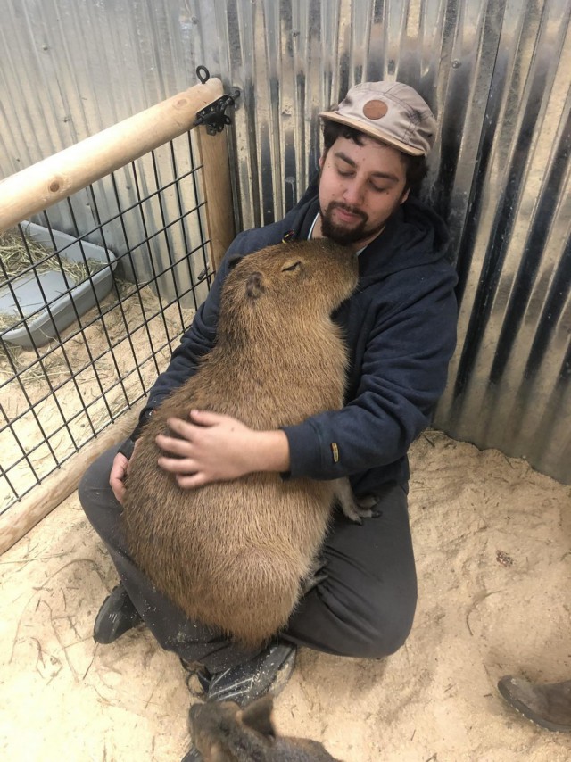 Живность из сети
