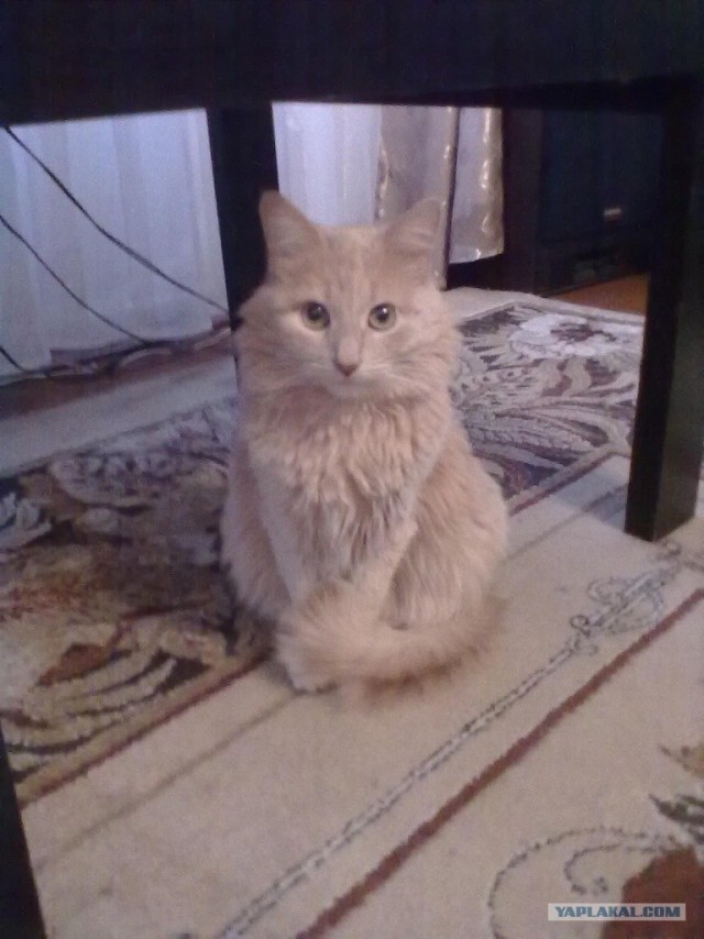 Котовторник (14.02.2012)