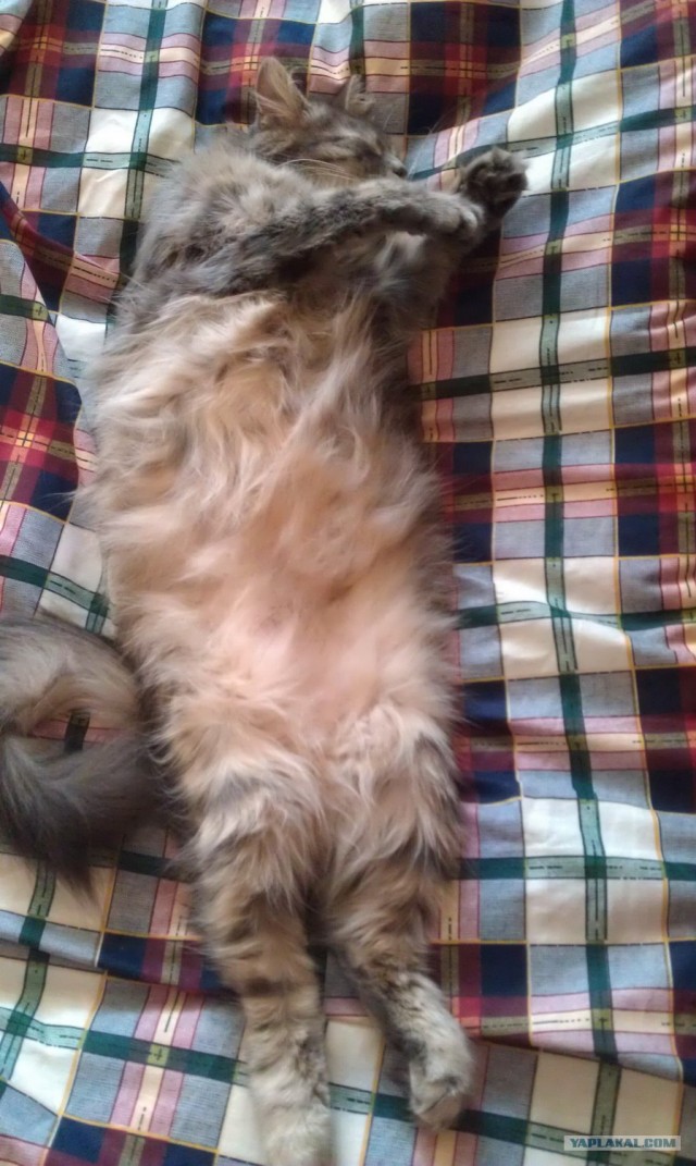 КОТОВТОРНИК (6.03.2012)