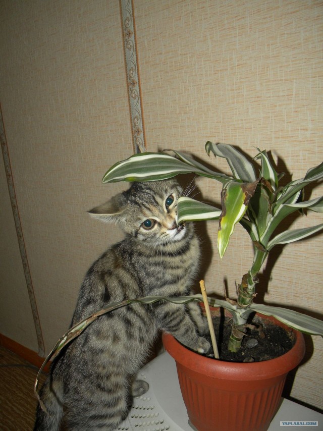Котовторник! 13.03.2012