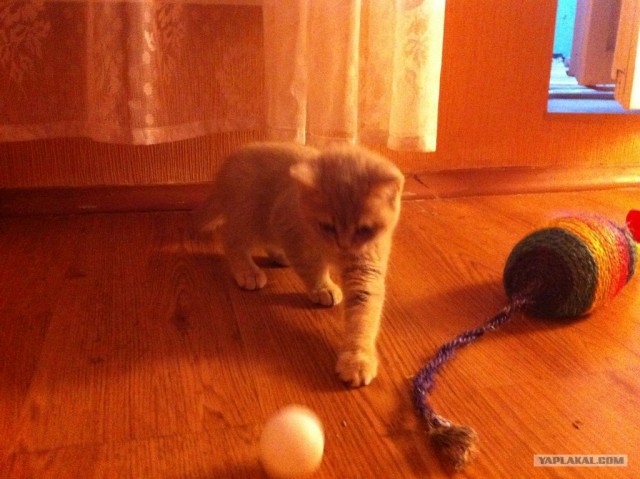 Котовторник 07.08.2012