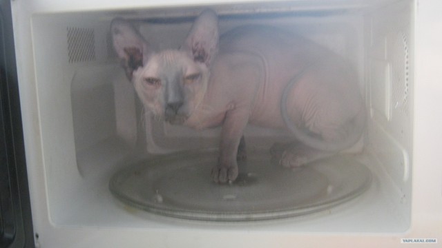 Новогодний Котовторник 01.01.2013