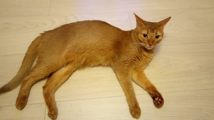 Просто мой кот
