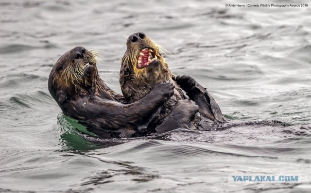 Comedy Wildlife 2019 – конкурс самых забавных фотографий дикой природы