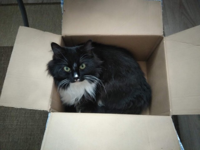 ̶К̶о̶р̶о̶н̶  Котовторник!