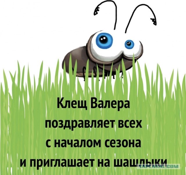 Королевы дачного загара