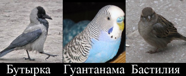 Чайка из Алькатраца