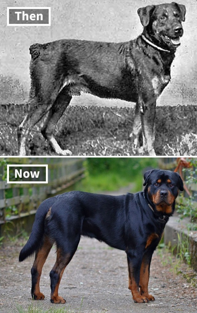 До и после: 18 пород собак, которые изменились за столетие