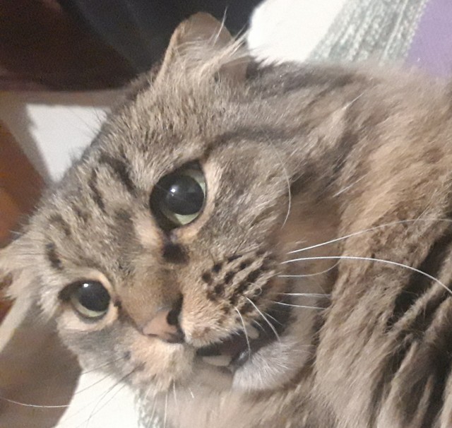 Котовторнику быть!