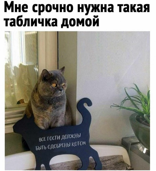 Картинки с котами и про котов