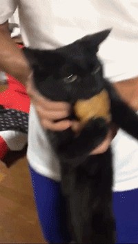 Картинки с котами и про котов