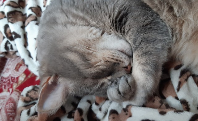 Вторник. Кото-вторник...