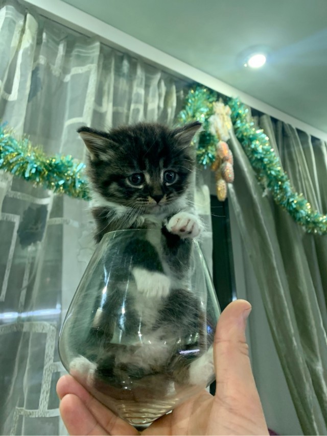 С котовторником!