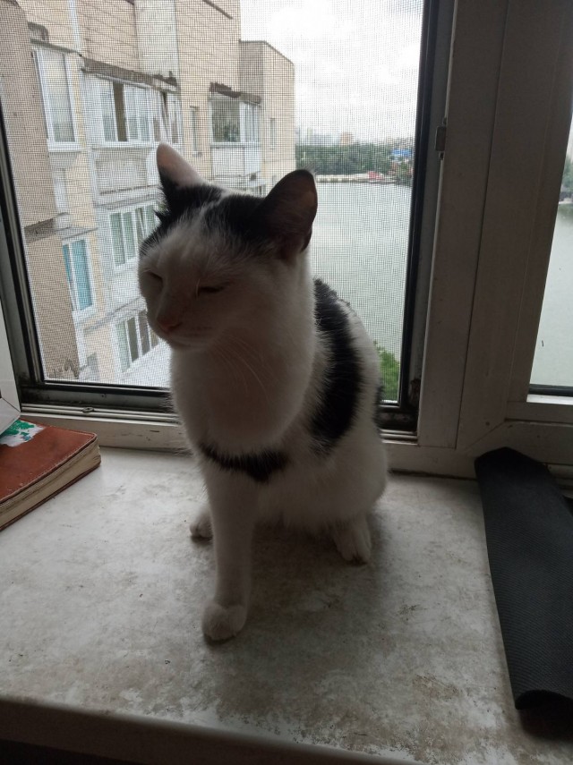 Хоба! Котовторник!