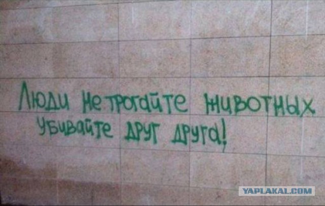 Как такая милая собака может навредить ? Порода то вовсе не агрессивная