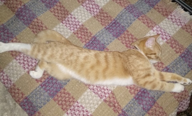 К котовторнику