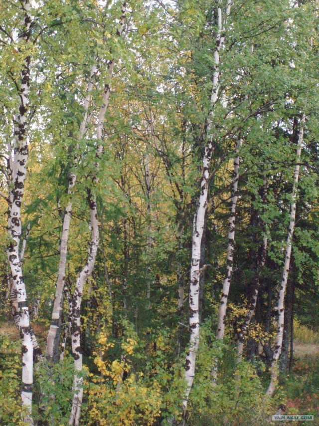 Просто природа, северная