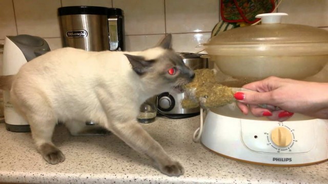 Коты, которые чихать хотели на ваше личное пространство