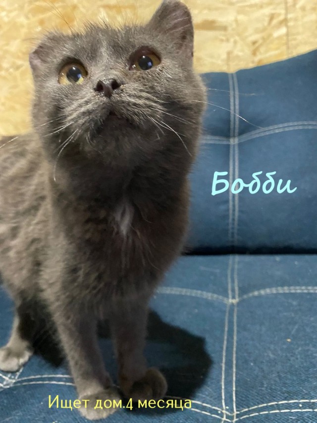 Жизнь домашнего приюта "Котоленд" 322