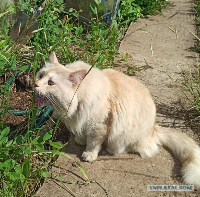 Правда красавец?