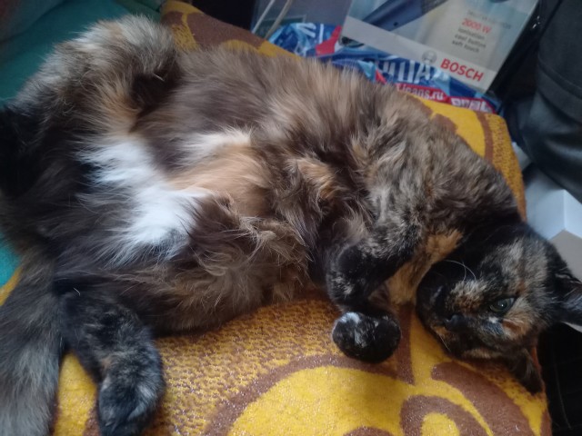 Котовторник вроде.