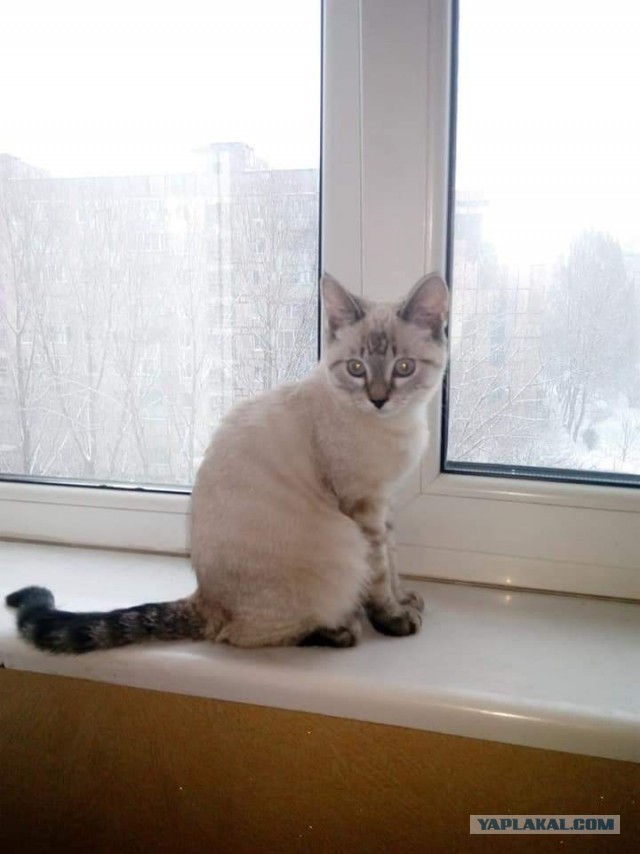 Котовторник ведь начался!